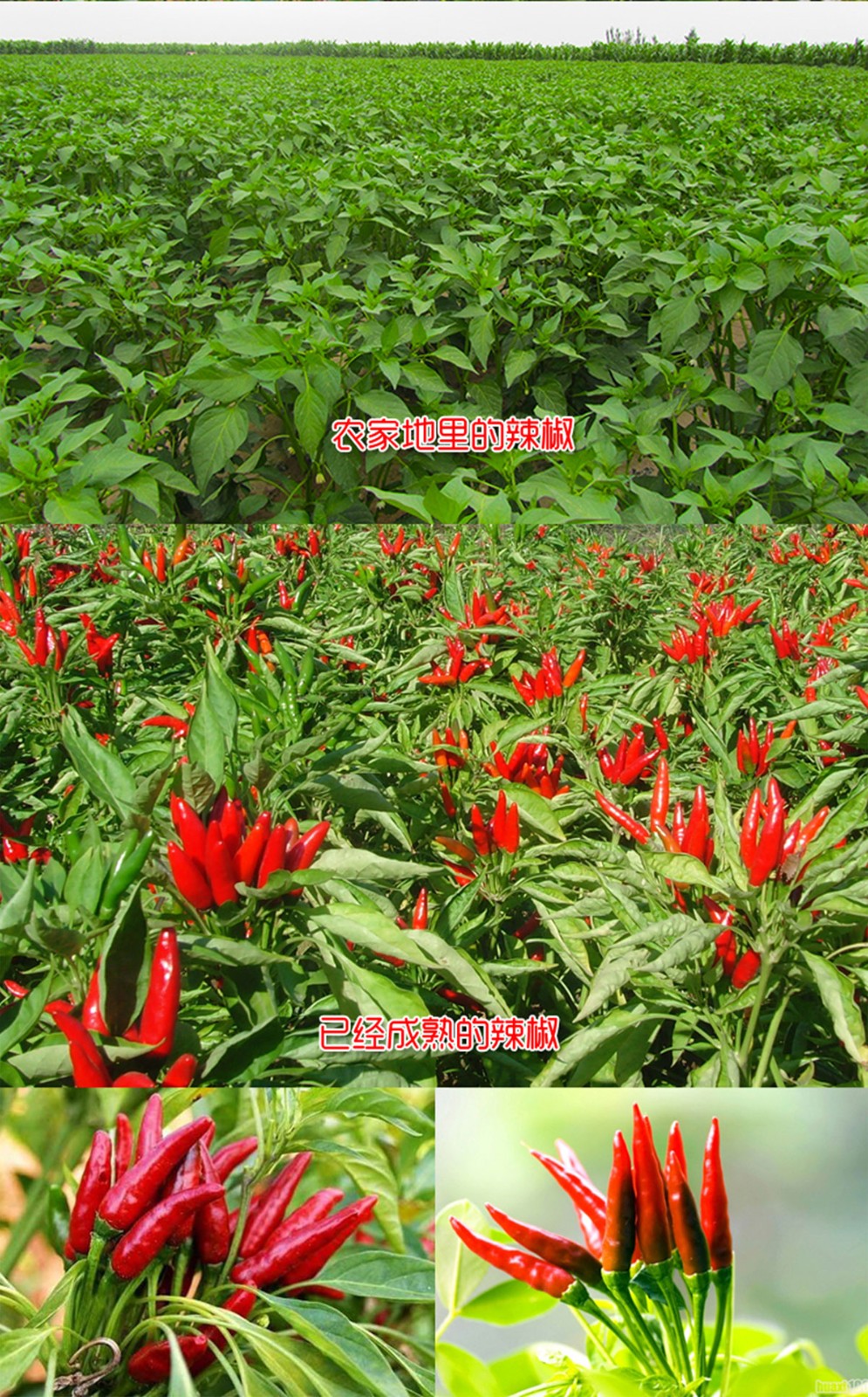 ����ɭ����ƽ����Ʒ-���ƺù����Ԍ�����b���c�aƷԔ�������