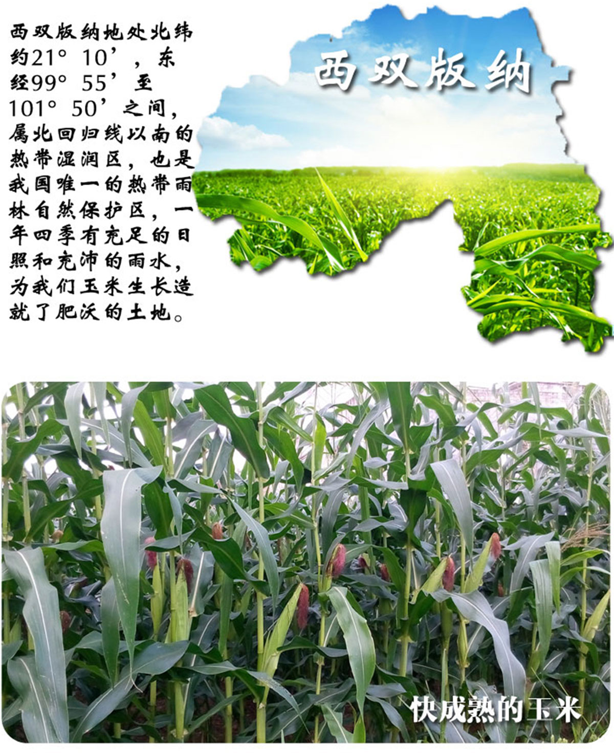 ����ɭ����ƽ����Ʒ-���ƺù����Ԍ�����b���c�aƷԔ�������